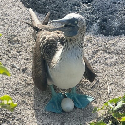Nesting Blue Footed Boobies