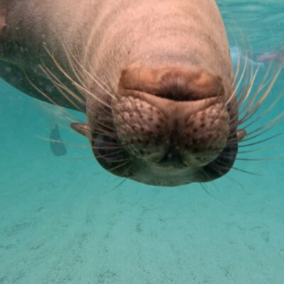 Sealion Galapagos