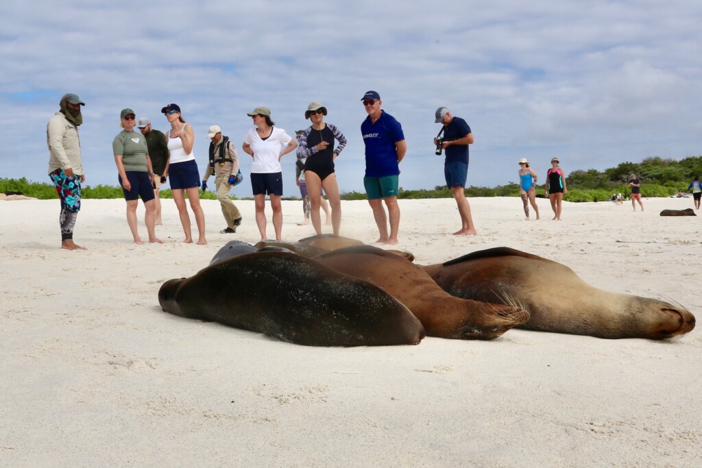 Swimmers with a sealion in Galapagos