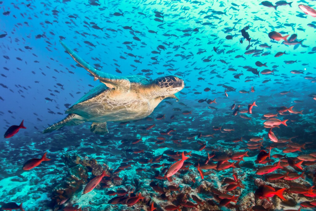 Underwater Galapagos