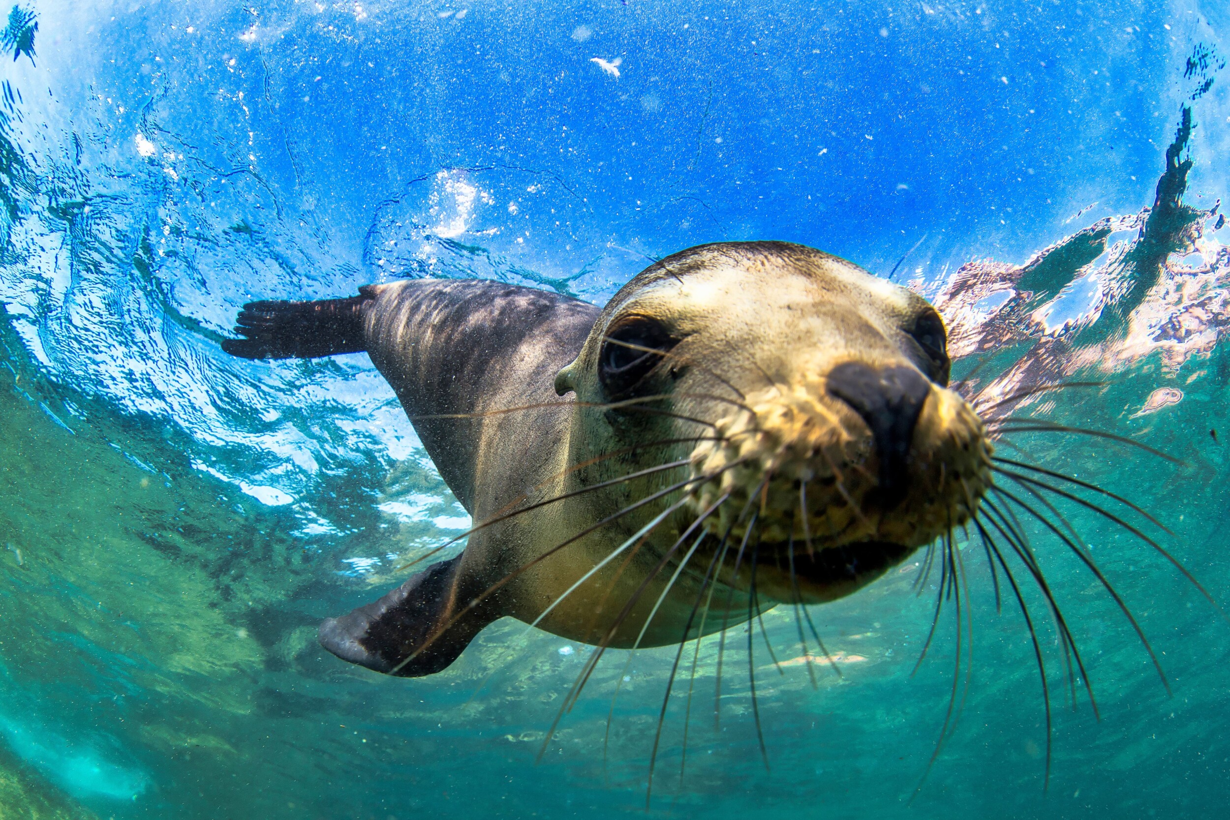 Sealion Galapagos
