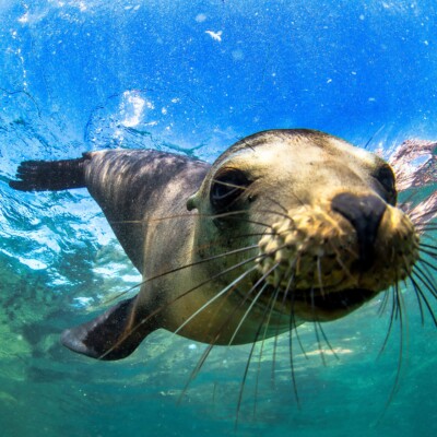 Sealion Galapagos