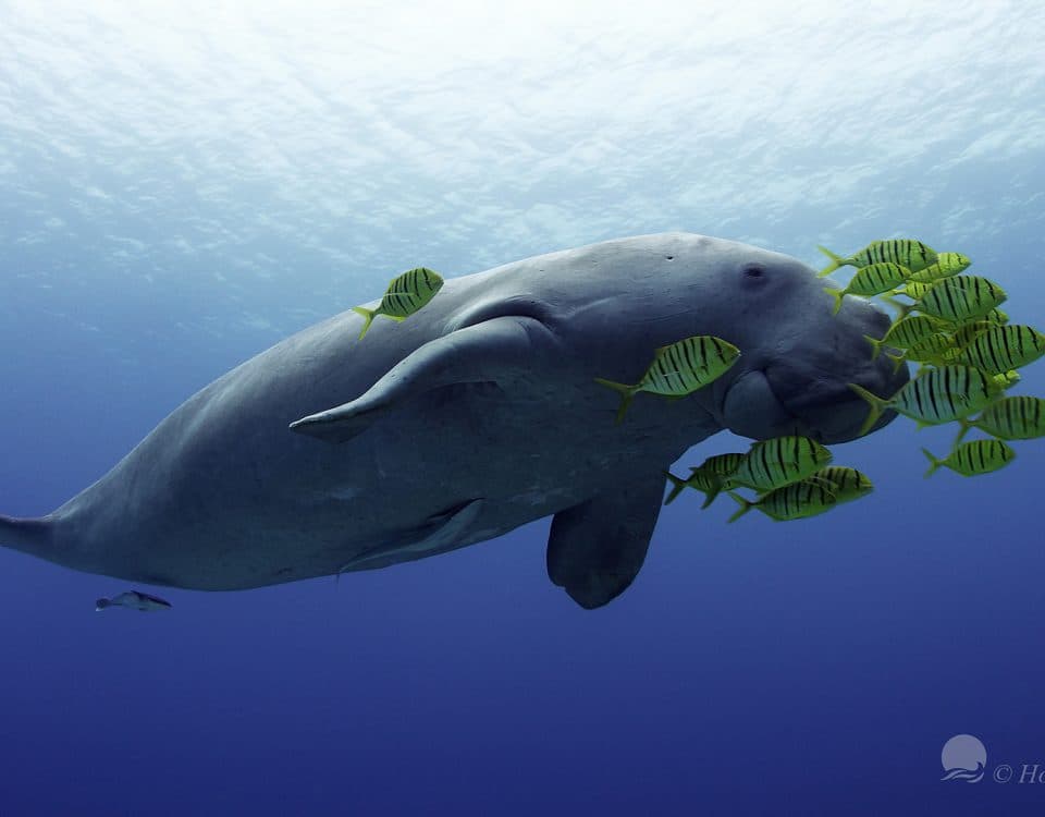 Dugong