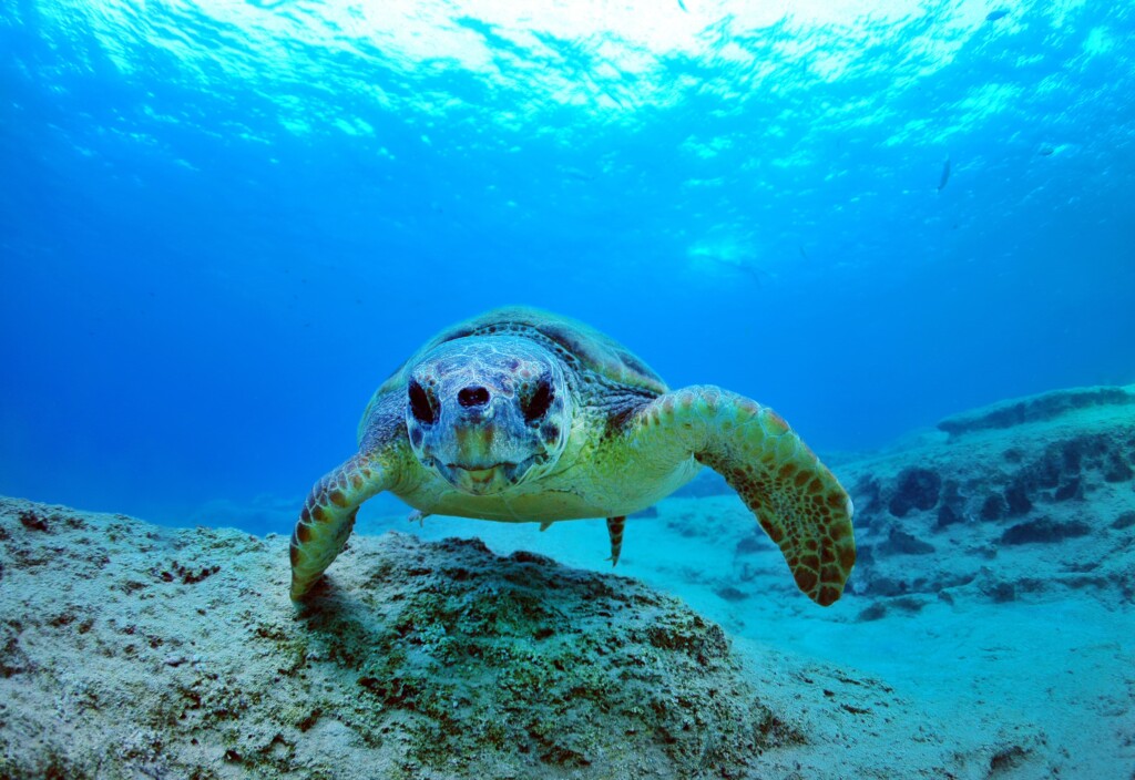 Sea turtle swimming underwater in Turkey