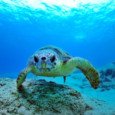 Sea turtle swimming underwater in Turkey