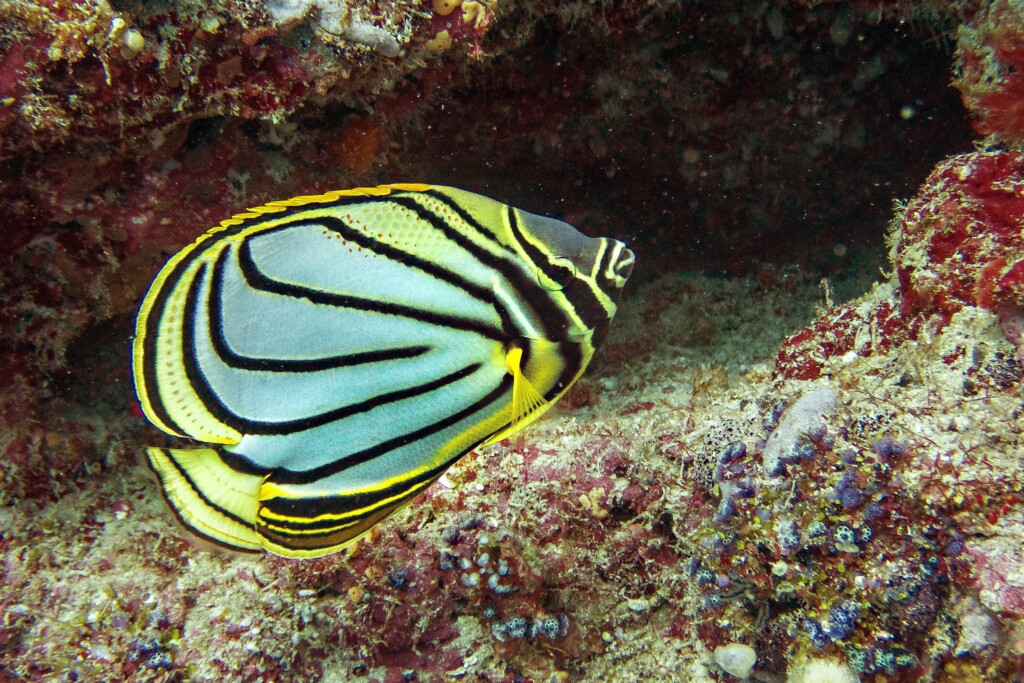 Fish in the Maldives