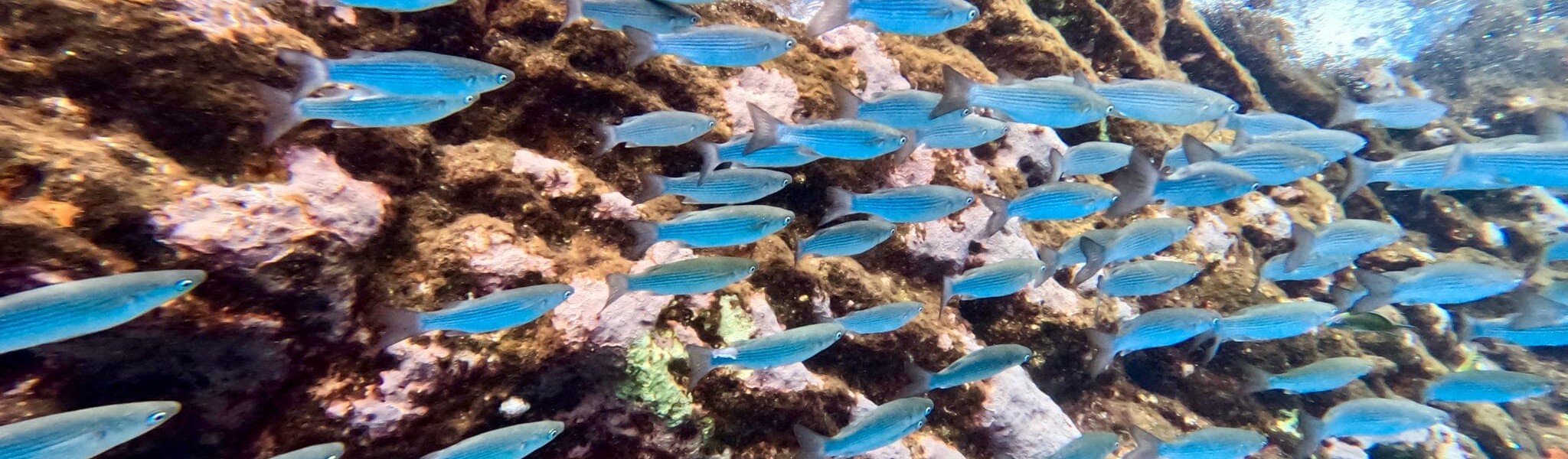 Azores