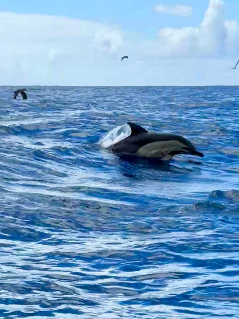 Azores