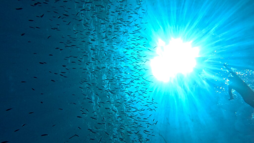 A swimmer from underneath with a shoal of fish
