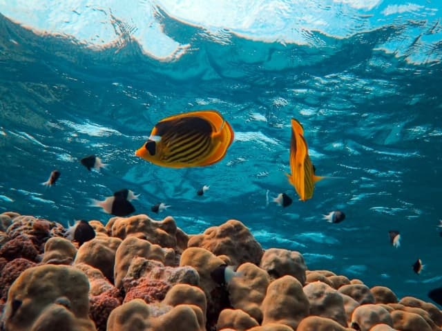 Egypt